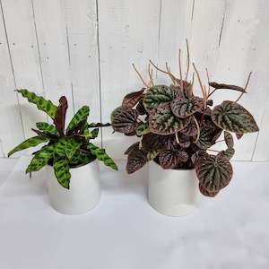 Pet Friendly Plant Bundle