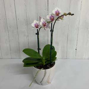 Seasonal Collection: Lovely pink Mini Phalaenopsis- stunning gift idea