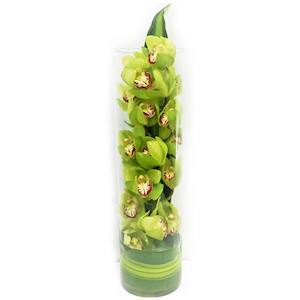 Seasonal Collection: Stylish,modern Cymbidium Orchid in glass vase