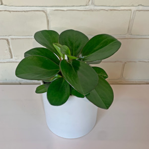 Peperomia Obtusifolia Red Edge in optional ceramic pot