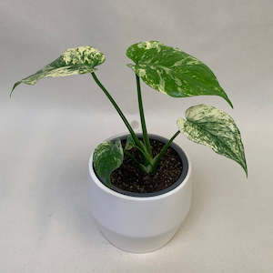 Monstera Deliciosa Mint  ** New Release - rare **