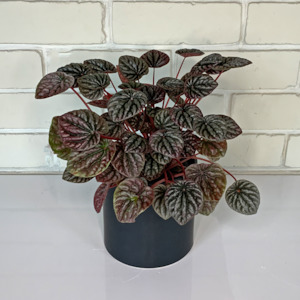 Red Peperomia Caperata in Ceramic Pot