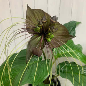 Tacca Chantrieri - Enigmatic Bat Flower Plant