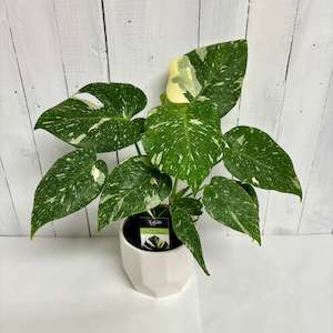 Monstera Thai Constellation - rare houseplant with lovely variegation