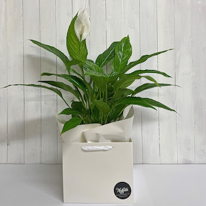 Stunning Peace Lily - great gift idea