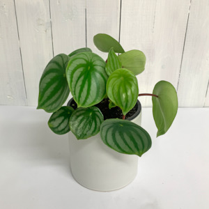 Peperomia Watermelon striking green and silver stripe leaves