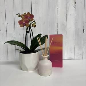 Bundles: Gorgeous Peachy Phalaenopsis Orchid and Jacob Carter Diffuser