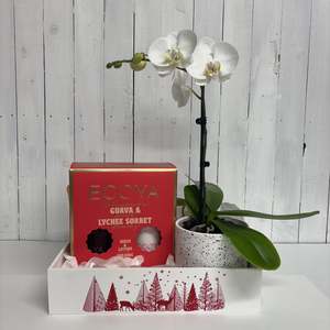 Bundles: Gorgeous Phalaenopsis Orchid Christmas Gift Tray