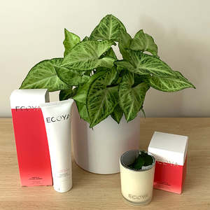 Syngonium + Ecoya Candle & Hand Cream