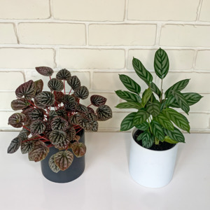 House Plant Bundles: Pet Friendly Starter Bundle