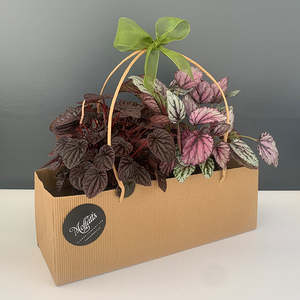 House Plant Bundles: Pop of Colour Starter Pack