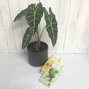 Alocasia 'Dwarf' and Bennetto Chocolate Bundle