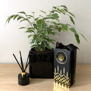 Ficus Benjamina + Surmanti Gift Bundle