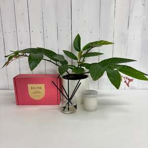 Lovely gift bundle for the home - Plant, Diffuser and Candle