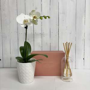 Beautiful Orchid and Stylish Glass Diffuser gift bundle