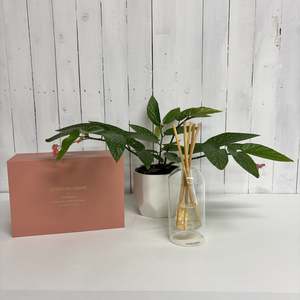 Stylish Glass Diffuser and Lovely Houseplant gift bundle