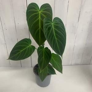 Philodendron Gloriosum