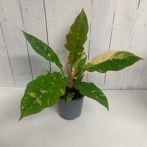 Colourful Philodendron Ring of Fire