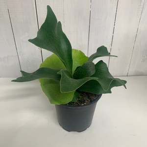 Awesome Staghorn Fern - Platycerium Bifurcatum