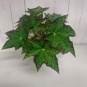 Begonia Serina CBG - bringing lovely green vibes for the home