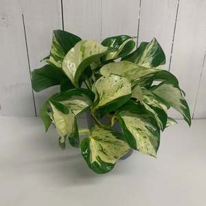 Lovely Happy Leaf plant - Manjula Epipremnum
