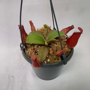 Nepenthes Alata Bloody Mary Pitcher Plant - Fascinating insect eating plant!