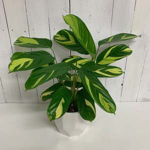 Calathea Lubbersiana - Golden Mosaic