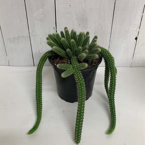 Cool Cactus - your new favourite desert friend!