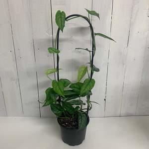 Monstera Siltepecana