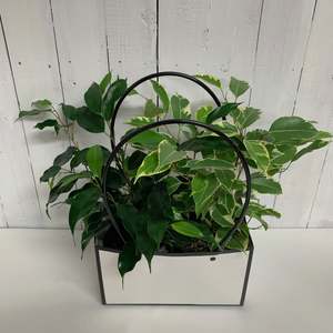 Perfect indoor deco  pack - Ficus Benjamina Duo