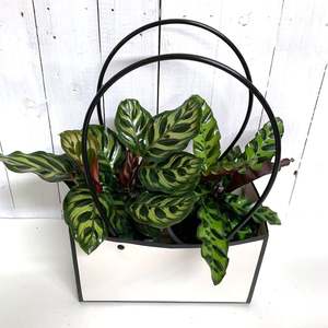 Striking Calathea Starter Pack