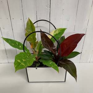 Stunning Philodendron Duo