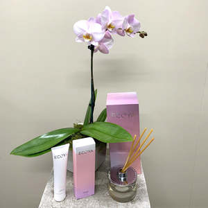 Bundles: Phalaenopsis Orchid Pamper Pack