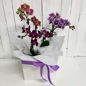 Adorable Mini Phalaenopsis Orchid trio