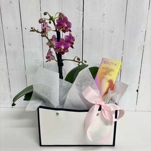 Elevate your interior with a lovely Phalaenopsis Orchid and hand cream gift set