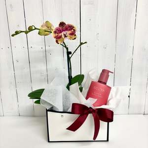 WInter gift pack - gorgeous Phalaenopsis Orchid and Ecoya body lotion