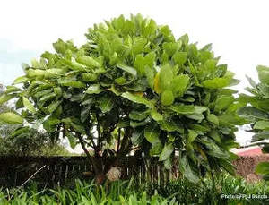 Plants: Meryta sinclairii (Puka tree)