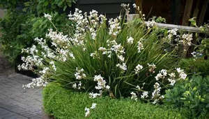 Libertia grandiflora (NZ native iris)