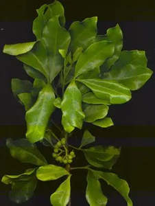 Melicope ternata (Whaarangi)