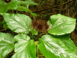 Plants: Entelea arborescens (Whau)