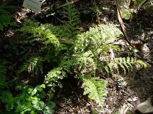 Plants: Asplenium bulbiferum (Hen and Chicken Fern)