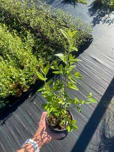 Plants: Corokia 'Geenty's Green'