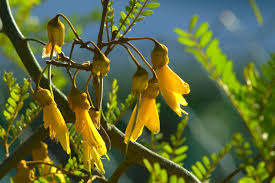 Plants: Sophora longicarinata (Limestone Kowhai)