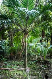 Plants: Rhopalostylis sapida (Nikau palm)