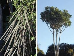 Plants: Pseudopanax crassifolius (Lancewood)