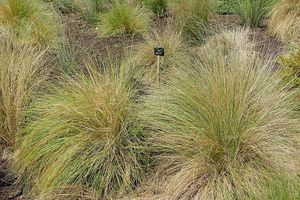 Plants: Poa cita (Silver tussock)