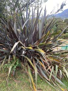 Phormium tenax purpurea (purple Harakeke flax)