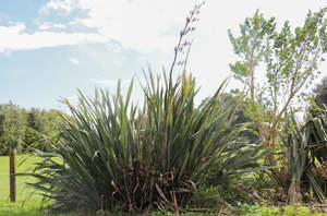 Phormium tenax (Flax or harakeke)