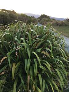 Phormium cookianum (mountain flax)