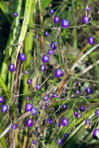 Grasses Flaxes Ground Cover: Dianella nigra